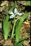 dwarf crested iris